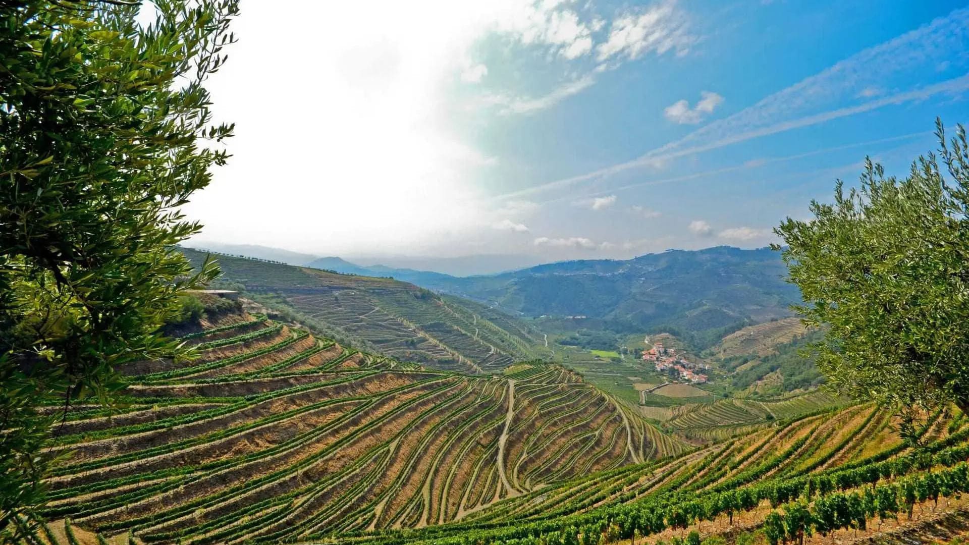 Vale do Douro - Portugal