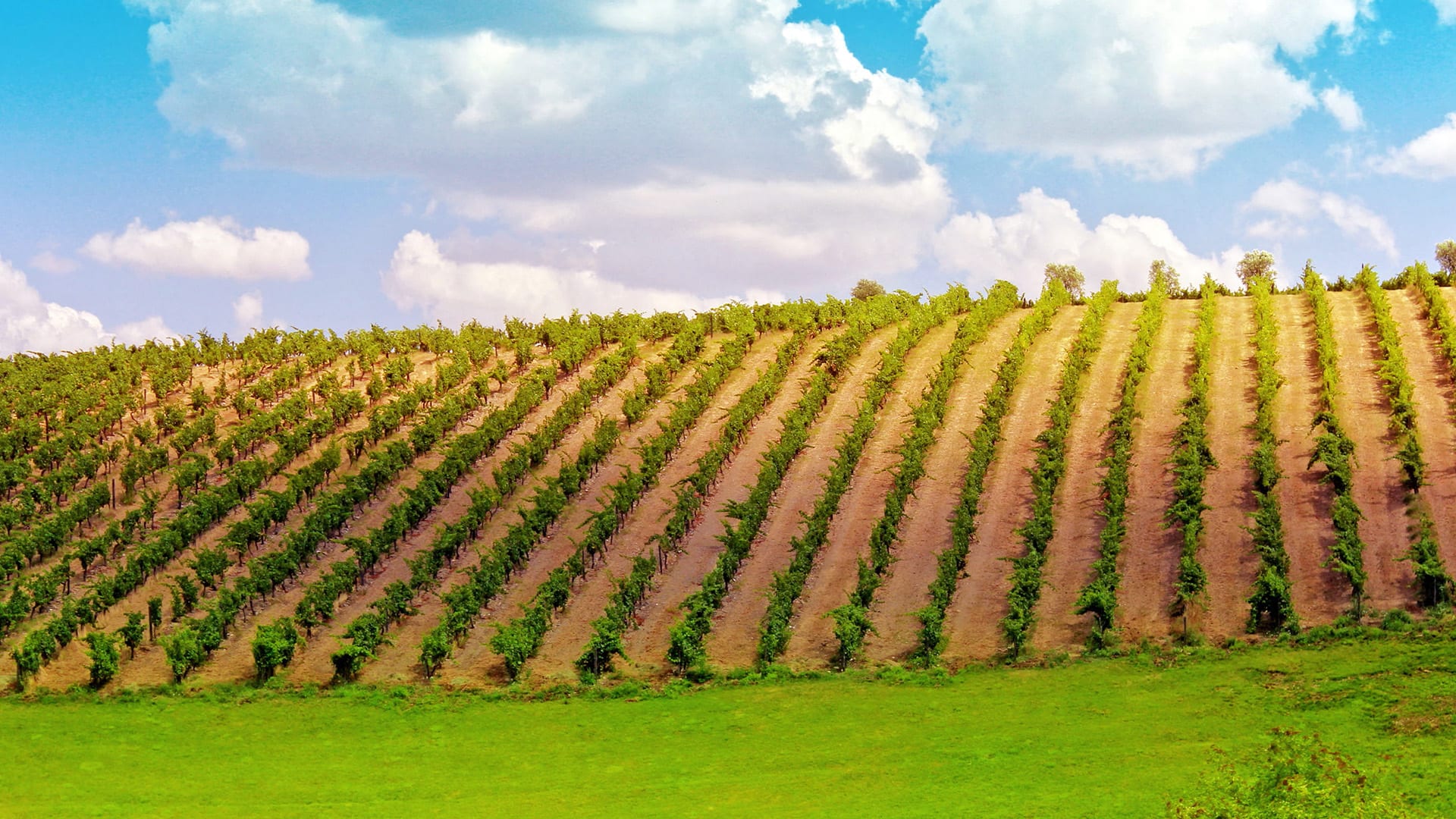 Vale do Douro - Portugal