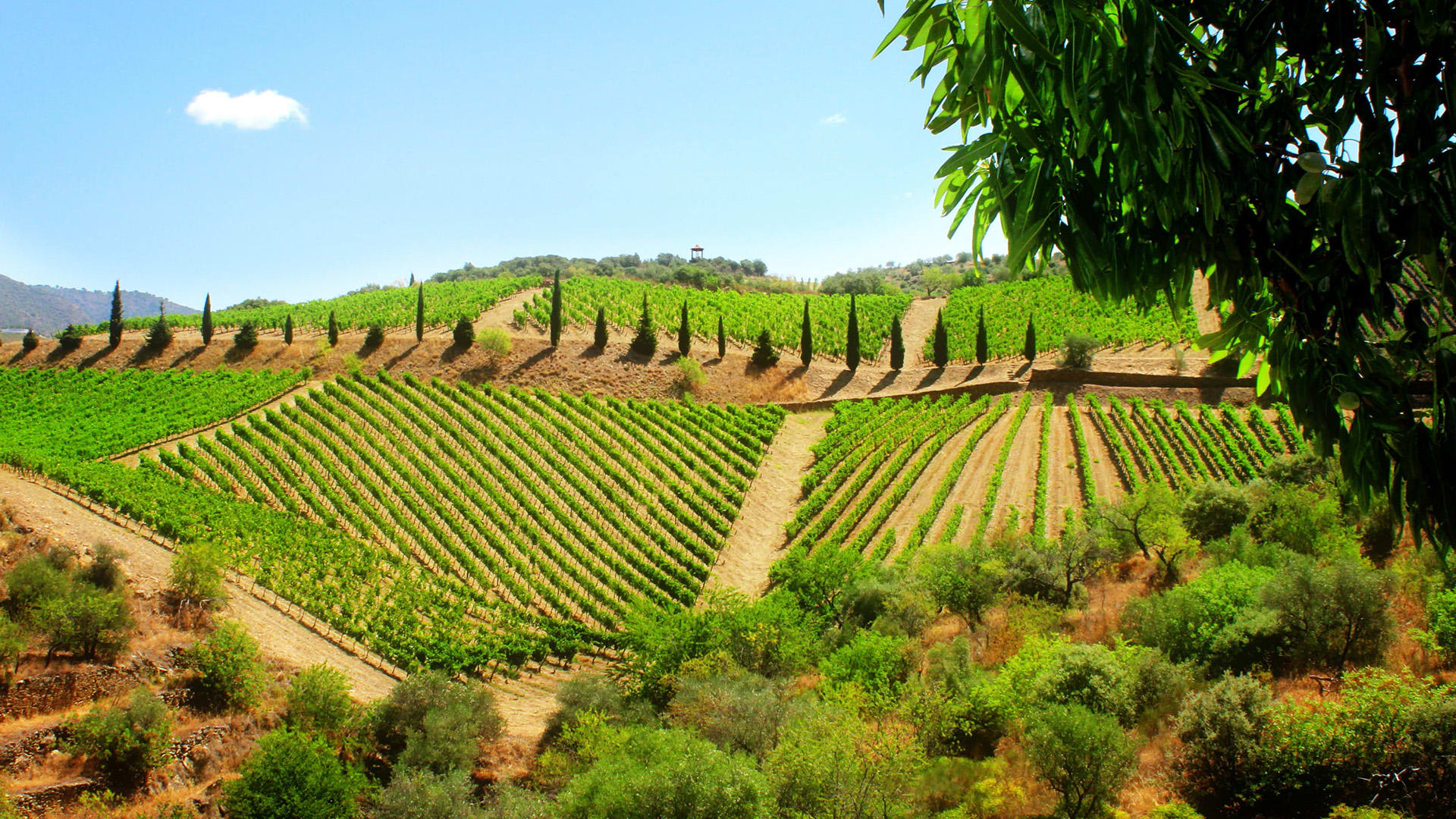 Vale do Douro - Portugal